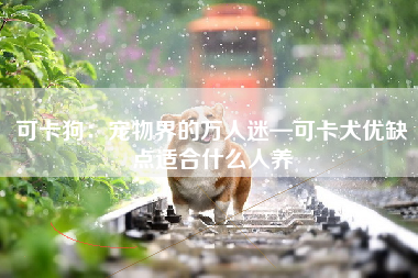 可卡狗：宠物界的万人迷—可卡犬优缺点适合什么人养