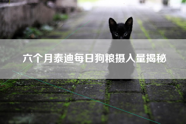 六个月泰迪每日狗粮摄入量揭秘