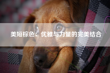 美短棕色：优雅与力量的完美结合