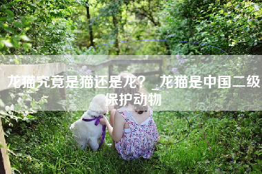 龙猫究竟是猫还是龙？_龙猫是中国二级保护动物