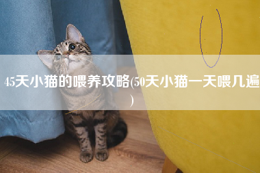 45天小猫的喂养攻略(50天小猫一天喂几遍)