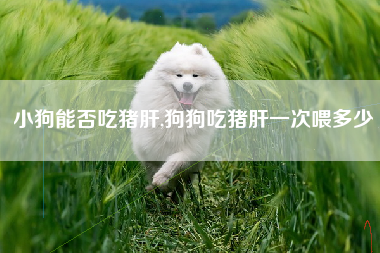 小狗能否吃猪肝,狗狗吃猪肝一次喂多少