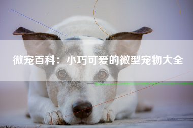 微宠百科：小巧可爱的微型宠物大全