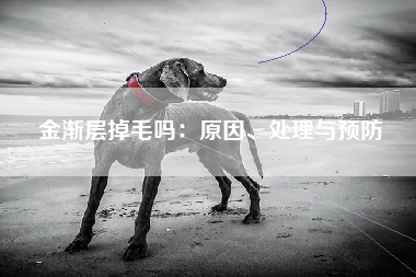 金渐层掉毛吗：原因、处理与预防