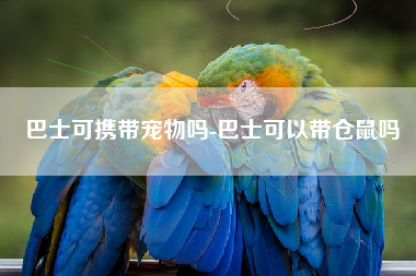 巴士可携带宠物吗-巴士可以带仓鼠吗
