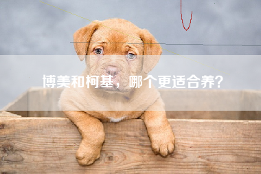 博美和柯基，哪个更适合养？