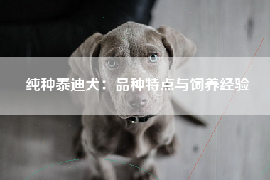 纯种泰迪犬：品种特点与饲养经验