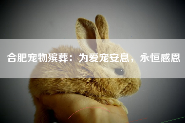 合肥宠物殡葬：为爱宠安息，永恒感恩