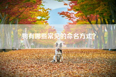 狗有哪些常见的命名方式？