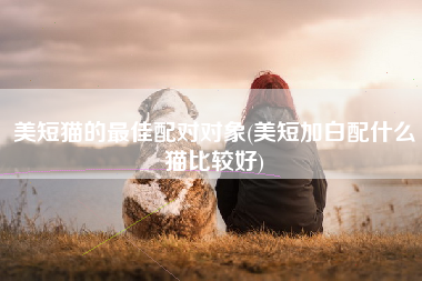 美短猫的最佳配对对象(美短加白配什么猫比较好)