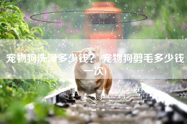 宠物狗洗澡多少钱？(宠物狗剪毛多少钱一次)