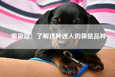 蜜袋鼯：了解这种迷人的袋鼠品种