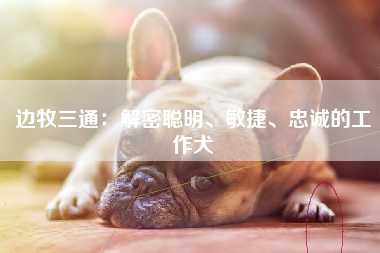 边牧三通：解密聪明、敏捷、忠诚的工作犬