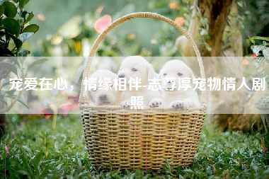 宠爱在心，情缘相伴-志尊淳宠物情人剧照
