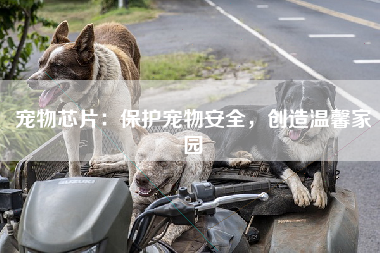 宠物芯片：保护宠物安全，创造温馨家园