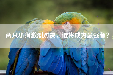 两只小狗激烈对决，谁将成为最强者？