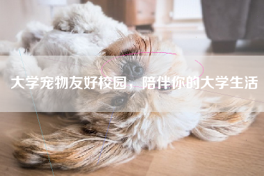 大学宠物友好校园，陪伴你的大学生活