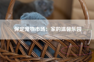 保定宠物市场：家的温馨乐园
