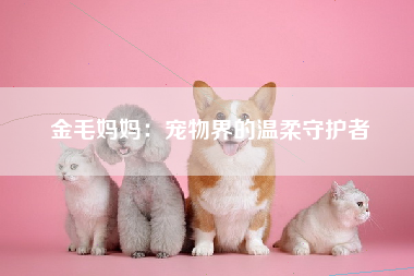 金毛妈妈：宠物界的温柔守护者