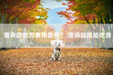 蜜袋鼯能否食用香蕉？(蜜袋鼯鼠能吃香蕉吗)