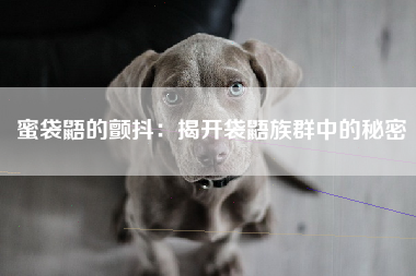 蜜袋鼯的颤抖：揭开袋鼯族群中的秘密