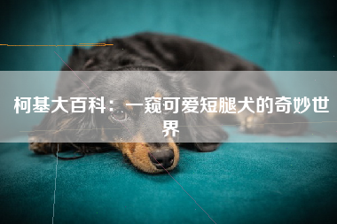 柯基大百科：一窥可爱短腿犬的奇妙世界