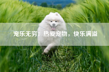宠乐无穷：热爱宠物，快乐满溢