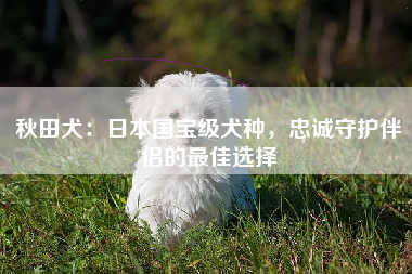 秋田犬：日本国宝级犬种，忠诚守护伴侣的最佳选择