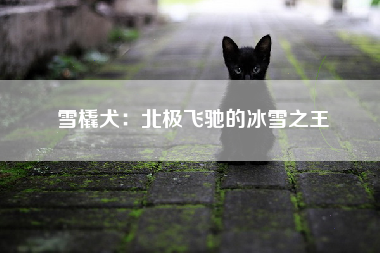 雪橇犬：北极飞驰的冰雪之王