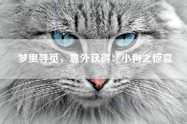 梦里寻觅，意外获得：小狗之惊喜