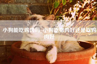 小狗能吃鸡肉吗_小狗吃猪肉好还是吃鸡肉好