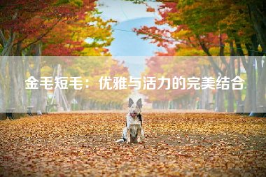 金毛短毛：优雅与活力的完美结合