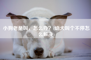 小狗老是叫，怎么办？(幼犬叫个不停怎么解决)