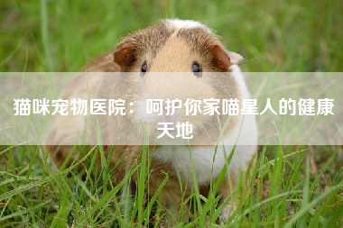 猫咪宠物医院：呵护你家喵星人的健康天地