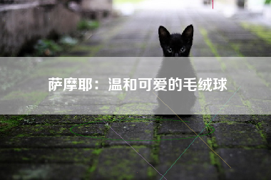 萨摩耶：温和可爱的毛绒球