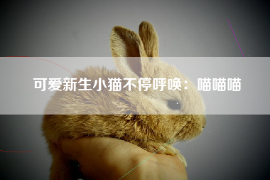 可爱新生小猫不停呼唤：喵喵喵