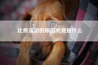 比熊流泪的原因究竟是什么