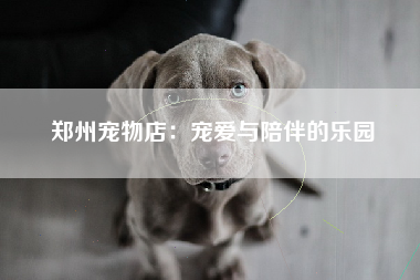 郑州宠物店：宠爱与陪伴的乐园