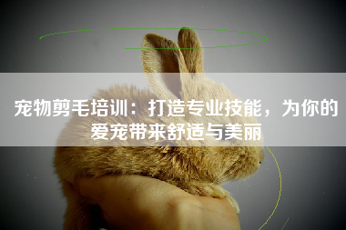 宠物剪毛培训：打造专业技能，为你的爱宠带来舒适与美丽