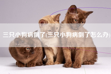 三只小狗病倒了(三只小狗病倒了怎么办)