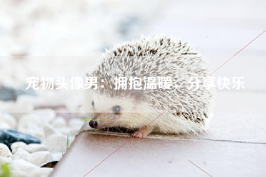 宠物头像男：拥抱温暖，分享快乐