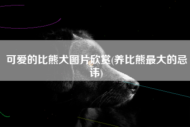 可爱的比熊犬图片欣赏(养比熊最大的忌讳)