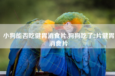 小狗能否吃健胃消食片,狗狗吃了2片健胃消食片