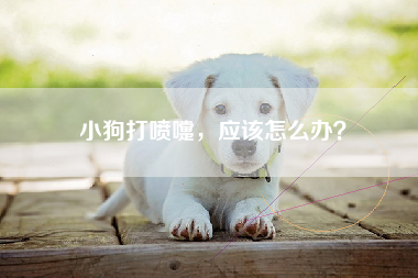 小狗打喷嚏，应该怎么办？