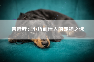 吉娃娃：小巧而迷人的宠物之选