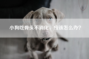 小狗吃骨头不消化，应该怎么办？