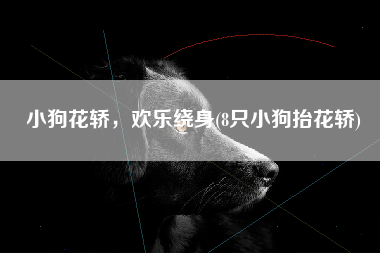 小狗花轿，欢乐绕身(8只小狗抬花轿)