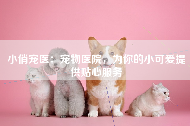 小俏宠医：宠物医院，为你的小可爱提供贴心服务