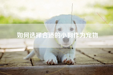 如何选择合适的小狗作为宠物