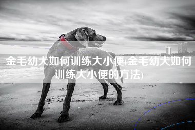 金毛幼犬如何训练大小便(金毛幼犬如何训练大小便的方法)